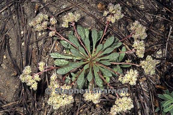 calyptridium monospermum 17 graphic